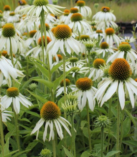 Echinacea purpurea 'Swan White' 
